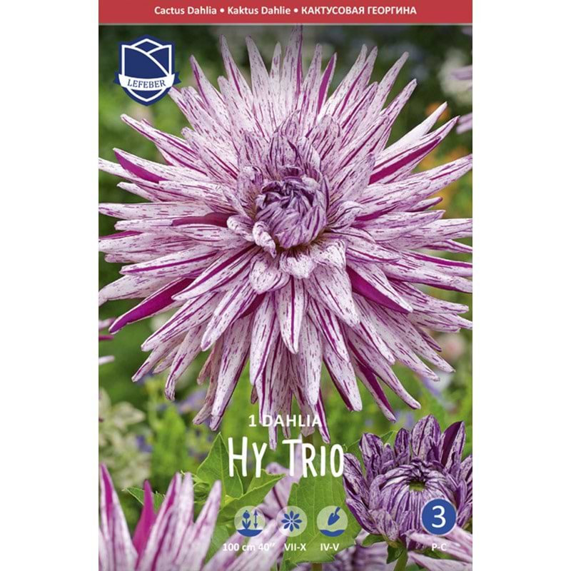 hy trio dahlia
