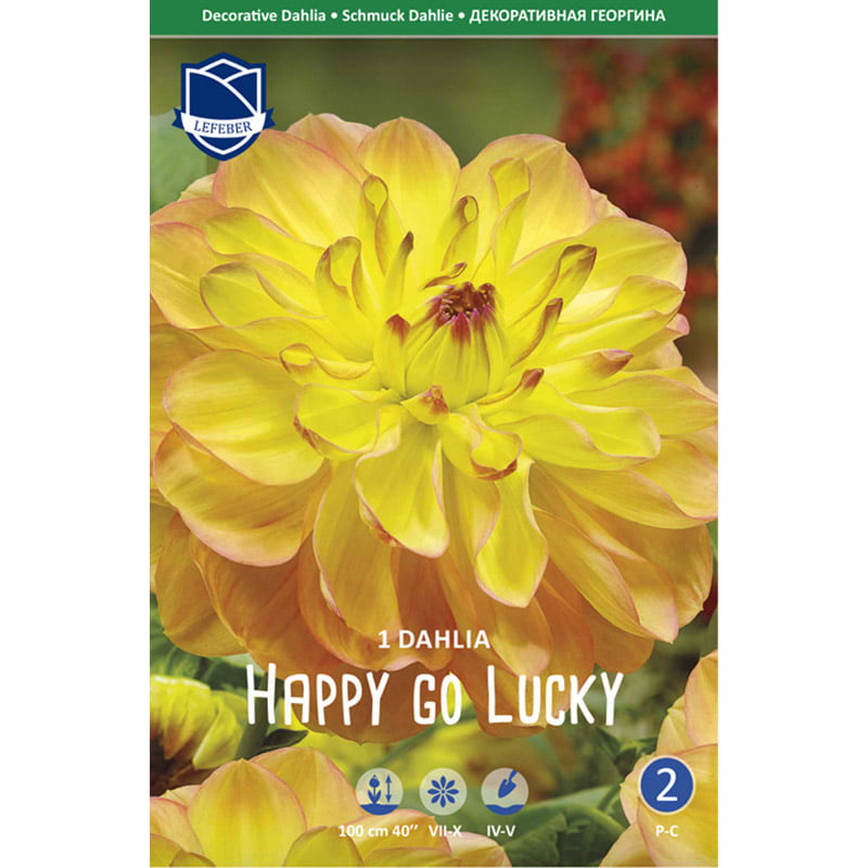 Dahlialøg 'Happy Go Lucky'