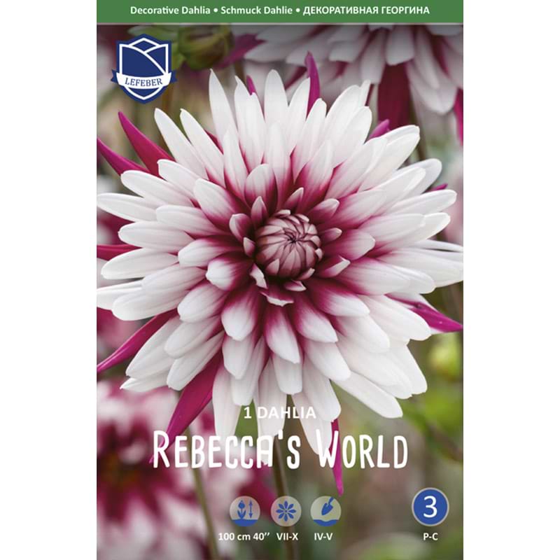 Rebeccas world dahlia