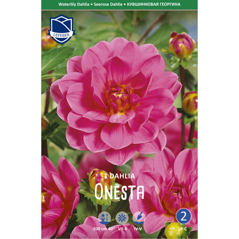 Dahlialøg 'Onesta'