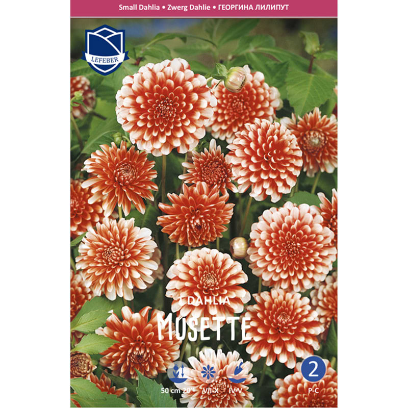 Dahlialøg 'Musette'