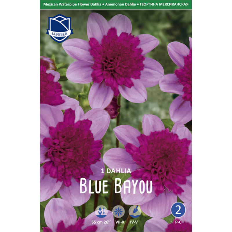 Dahlialøg 'Blue Bayao'
