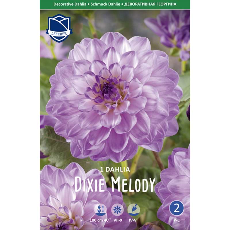 Dahlialøg 'Dixie Melody'