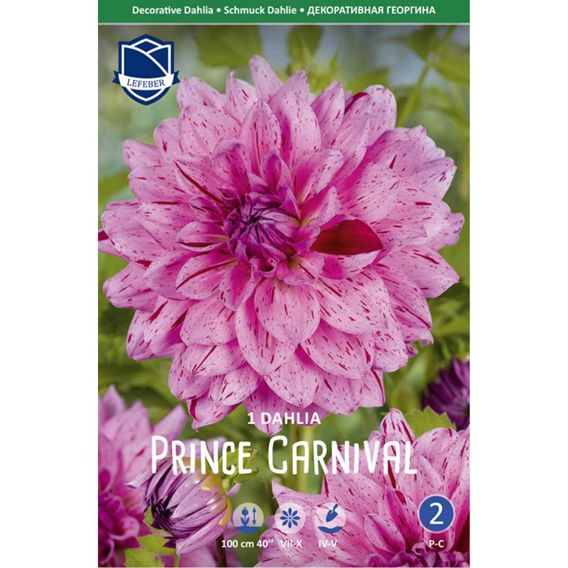 Dahlialøg 'Prince Carnival'