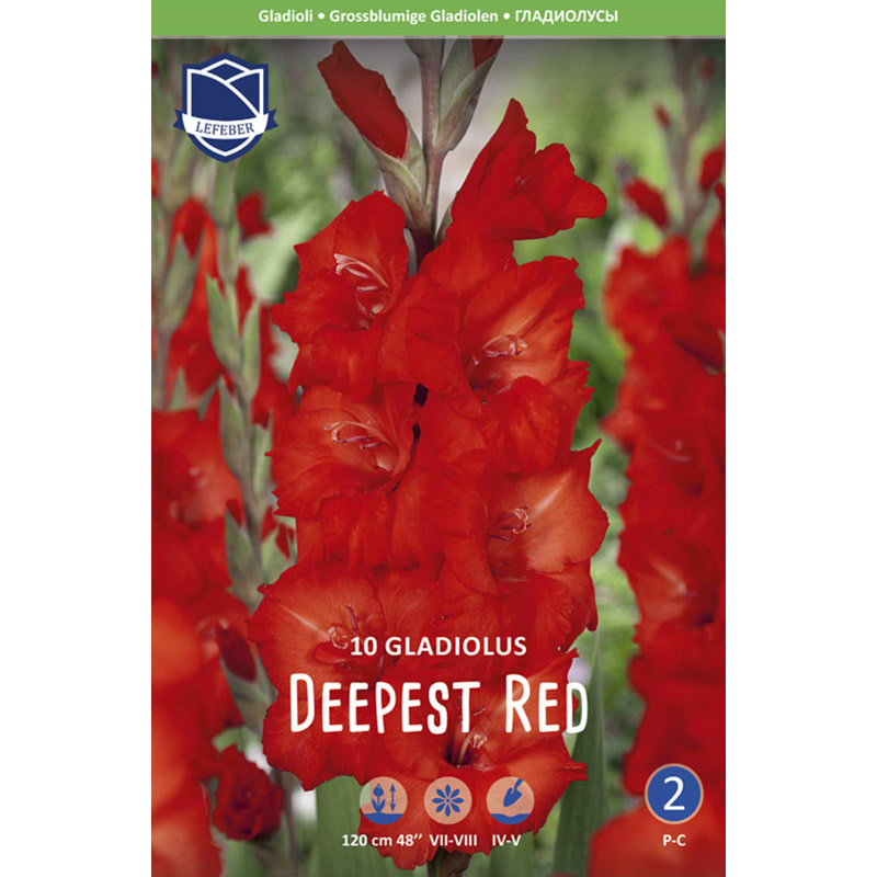 deepest red gladiolus