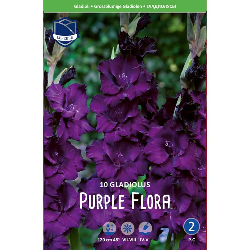 Gladiolusløg 'Purple Flora'