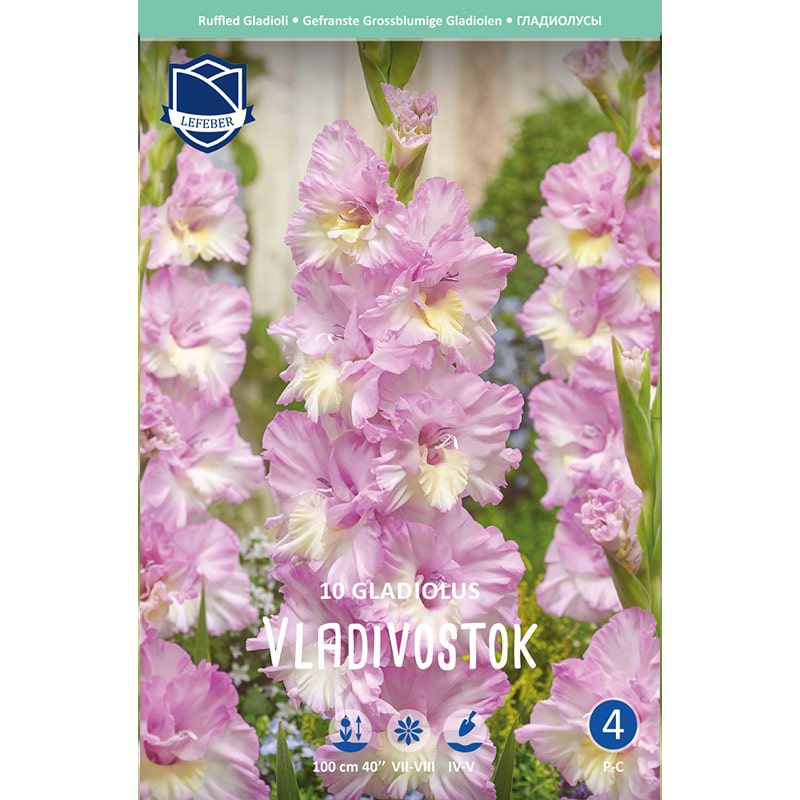 Gladiolusløg 'Vladivostok'