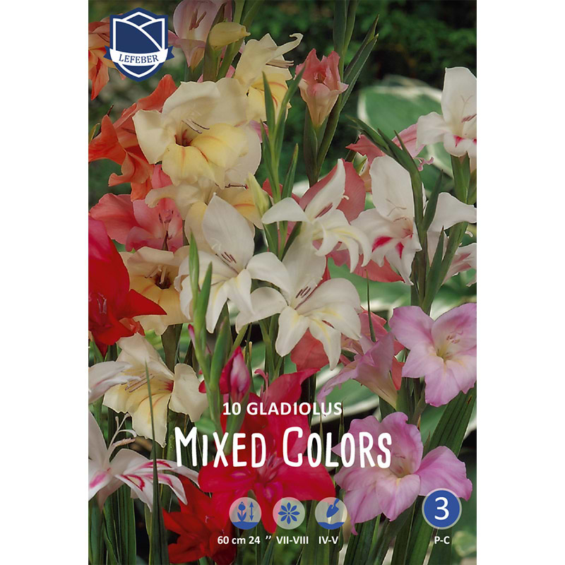Dværg Gladiolusløg 'Mixed Colors'