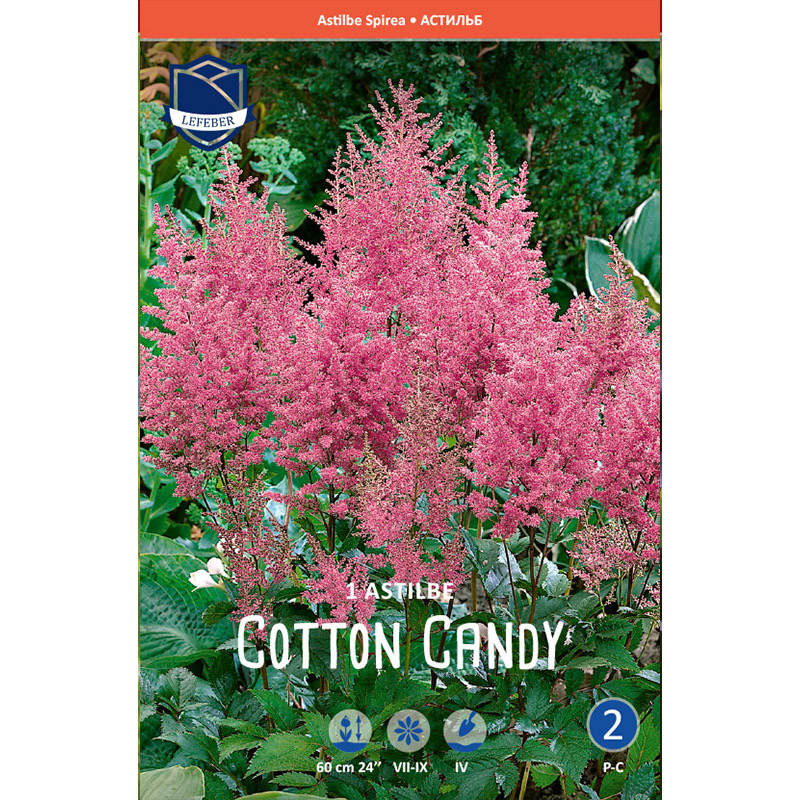 Astilbeløg 'Cotton Candy'