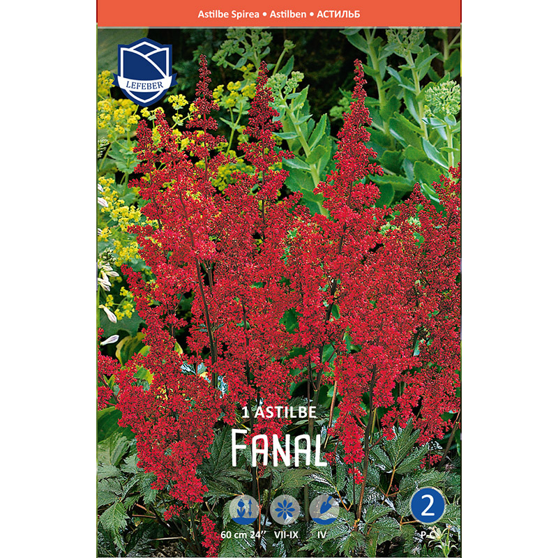 Astilbeløg 'Fanal'