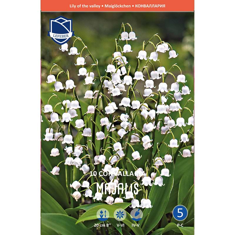 Liljekonval Løg Convallaria Majalis
