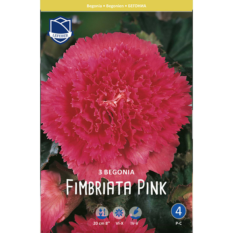 Begonia 'Fimbriata Pink'