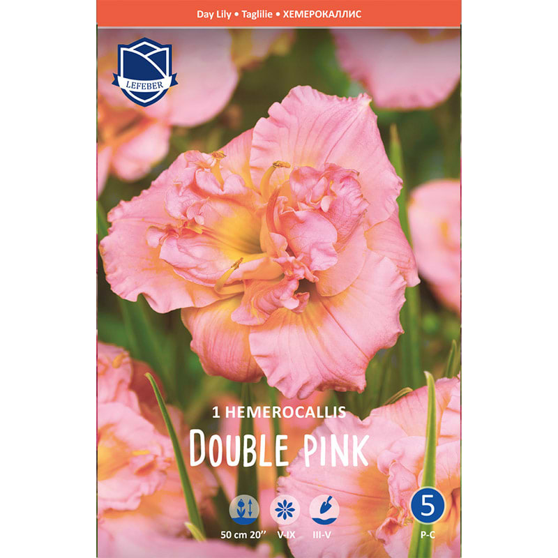 Daglilje Double pink