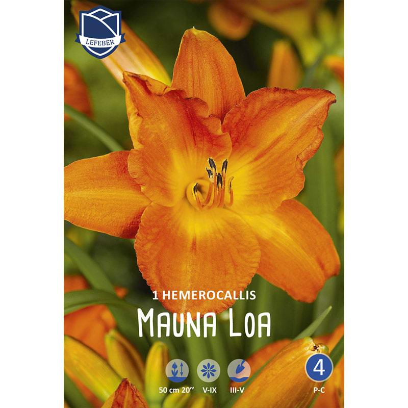 Daglilje Mauna Loa