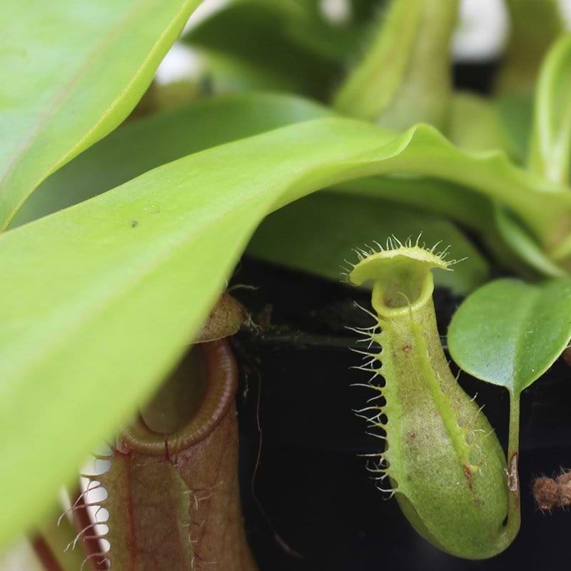 Alata 