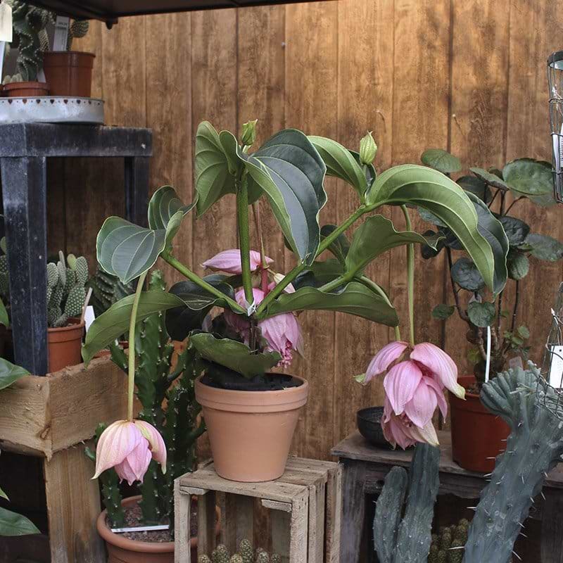 Medinilla Magnfica