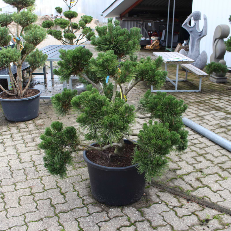 pinus uncinata 90-100 cm