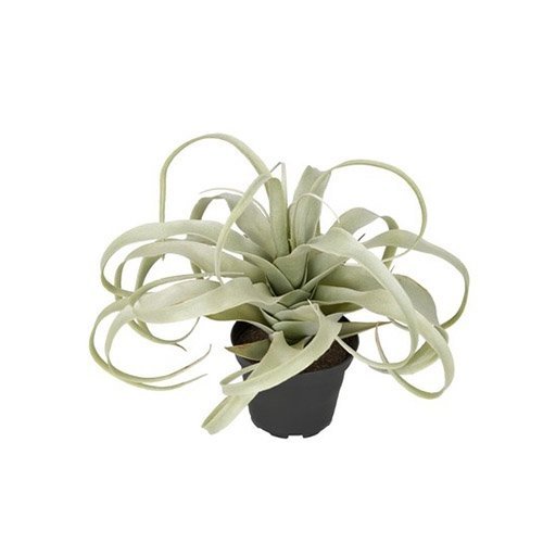 Kunstig tillandsia