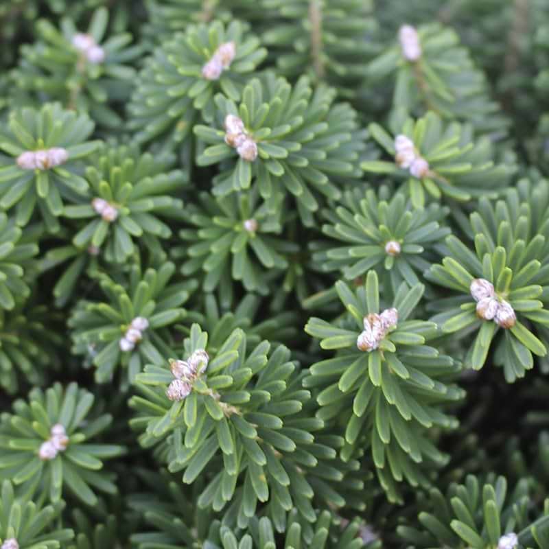 Koreagran (Abies koreana 'Dark Hill') - Flere varianter