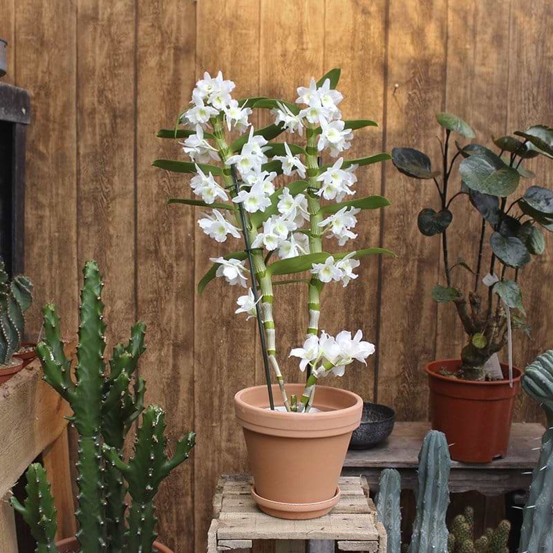 Dendrobium Nobile