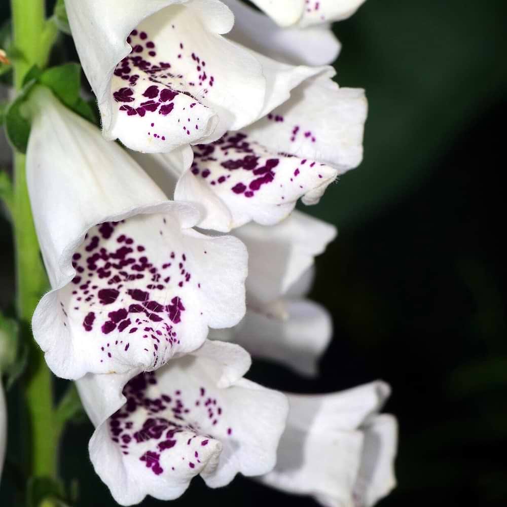 Fingerbøl (Digitalis purpurea 'Dalmatian White') Potte 9 cm