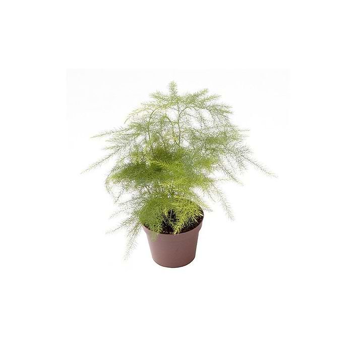 Bregne (Asparagus Plumosus) - Mini