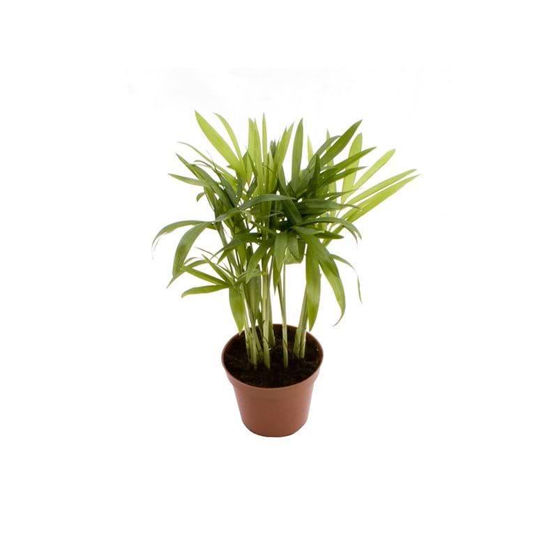 Chamaedorea Elegans 