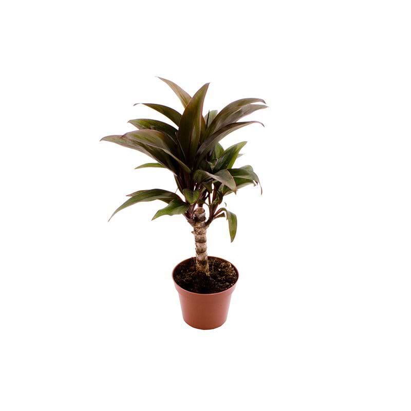 Cordyline Fruticosa Purple Compacta