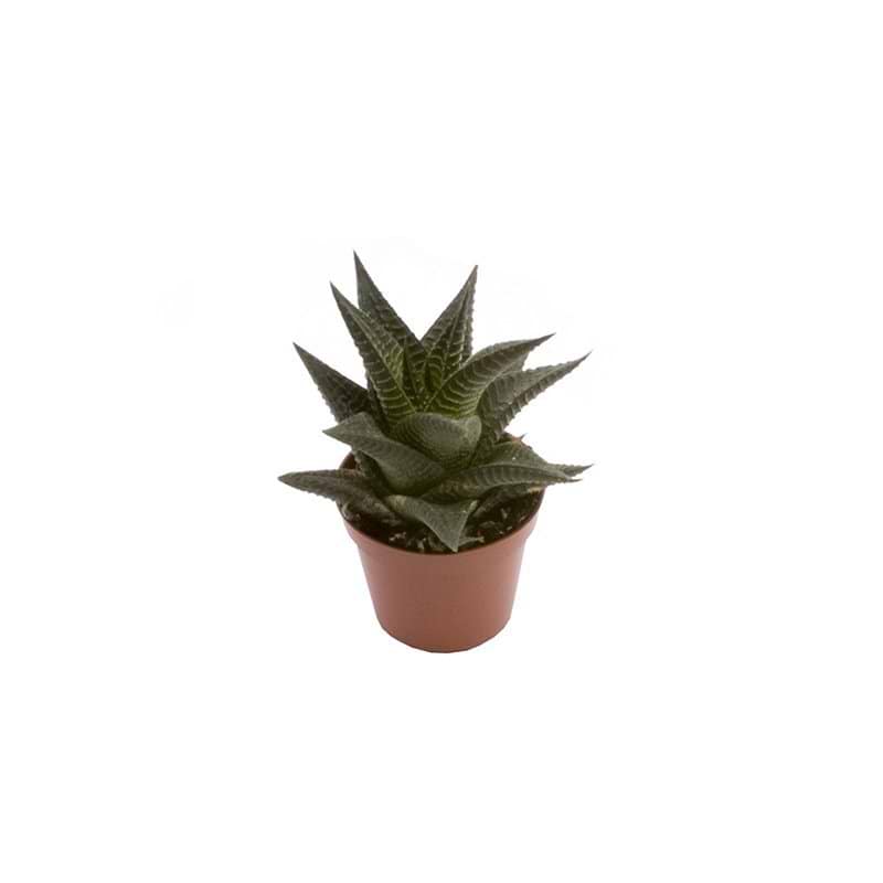 Haworthia Limifolia