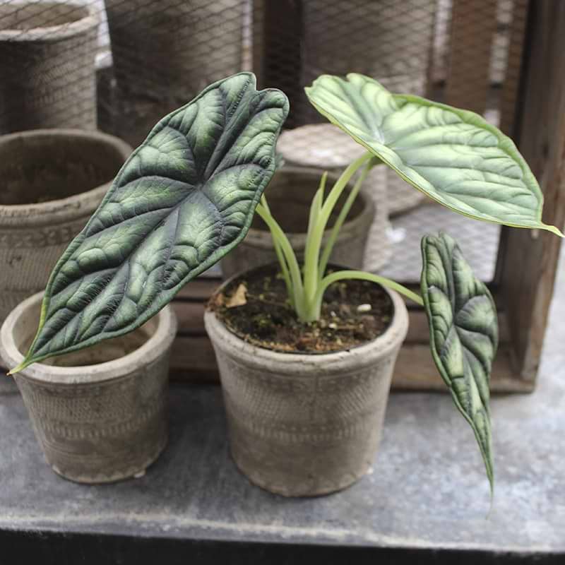 Alocasia dragon scale