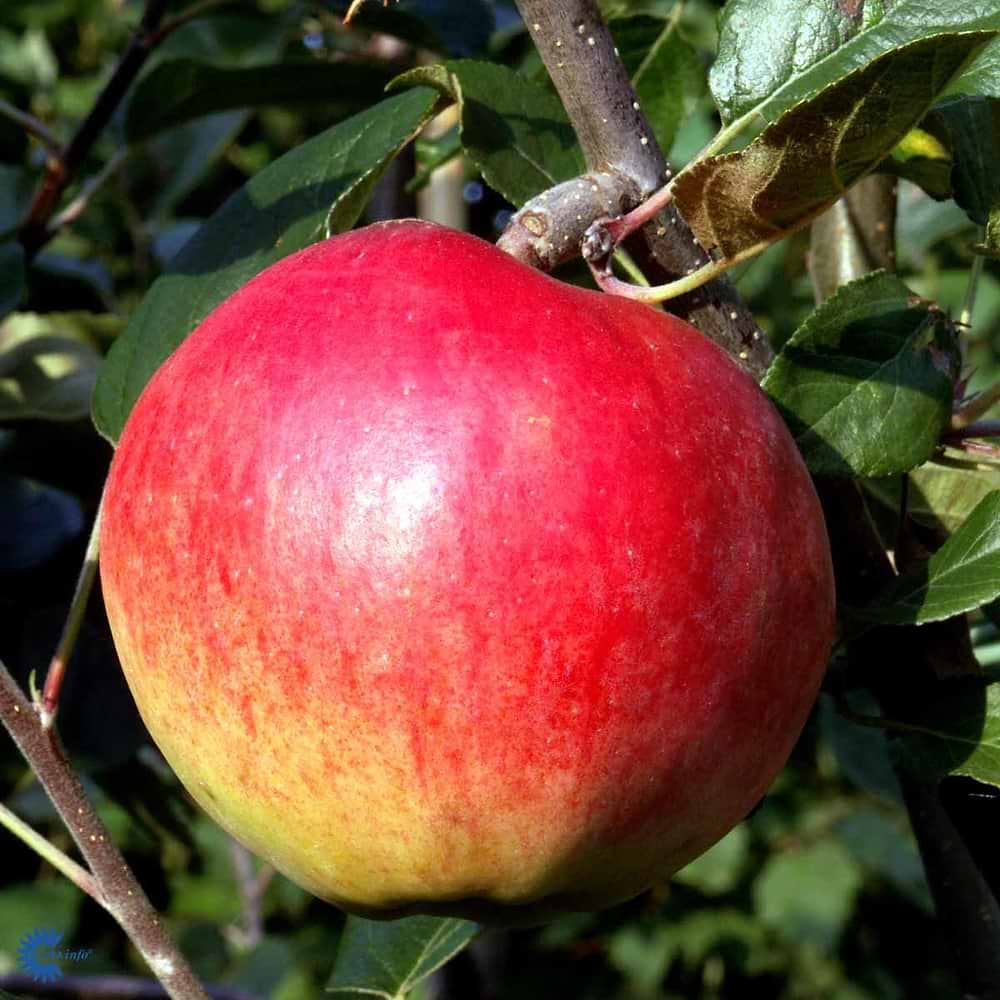 Æbletræ (Malus domestica 'Ahrista') 5-8 grene*