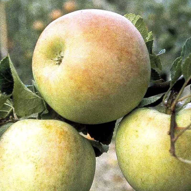 Æbletræ Aroma
