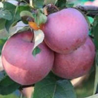 Æbletræ Redlove frugt