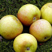 Æbletræ Cox Orange