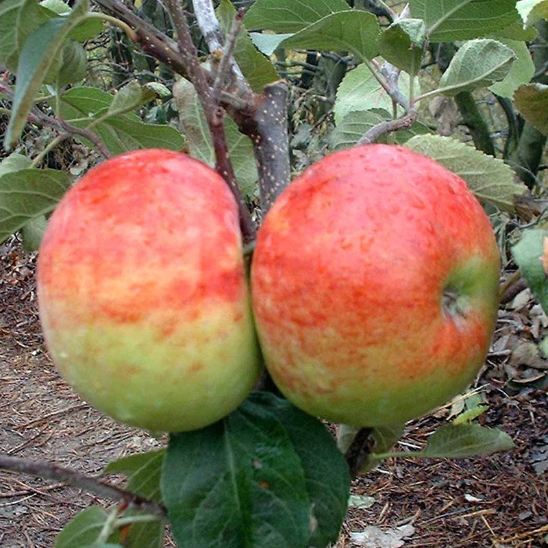 Æbletræ (Malus domestica 'Eva Lotta') 