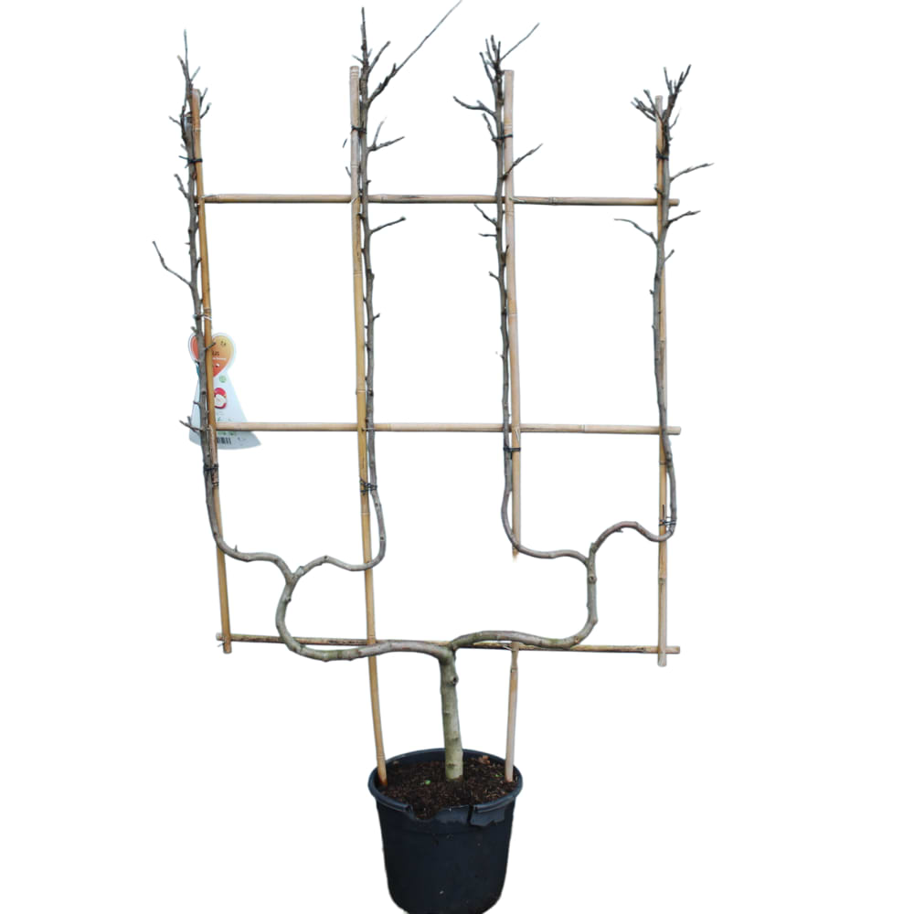 Pæretræ (Pyrus communis 'Doyenne De Comice') XL Dobbelt U Espalier