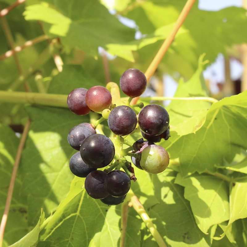 Vindrue Don Muscat