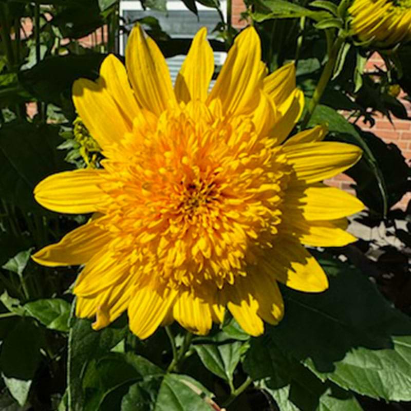 Helianthus multiflorus Double Whammy