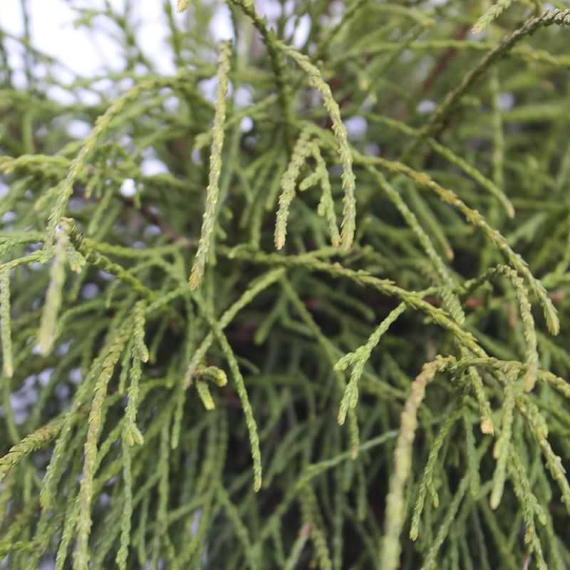 Filiformis