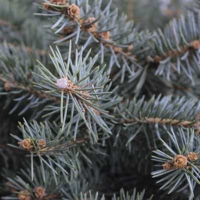 Glauca Globosa opstammet