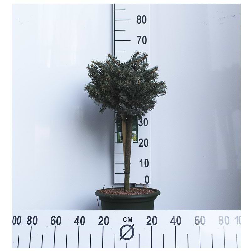 Glauca Globosa
