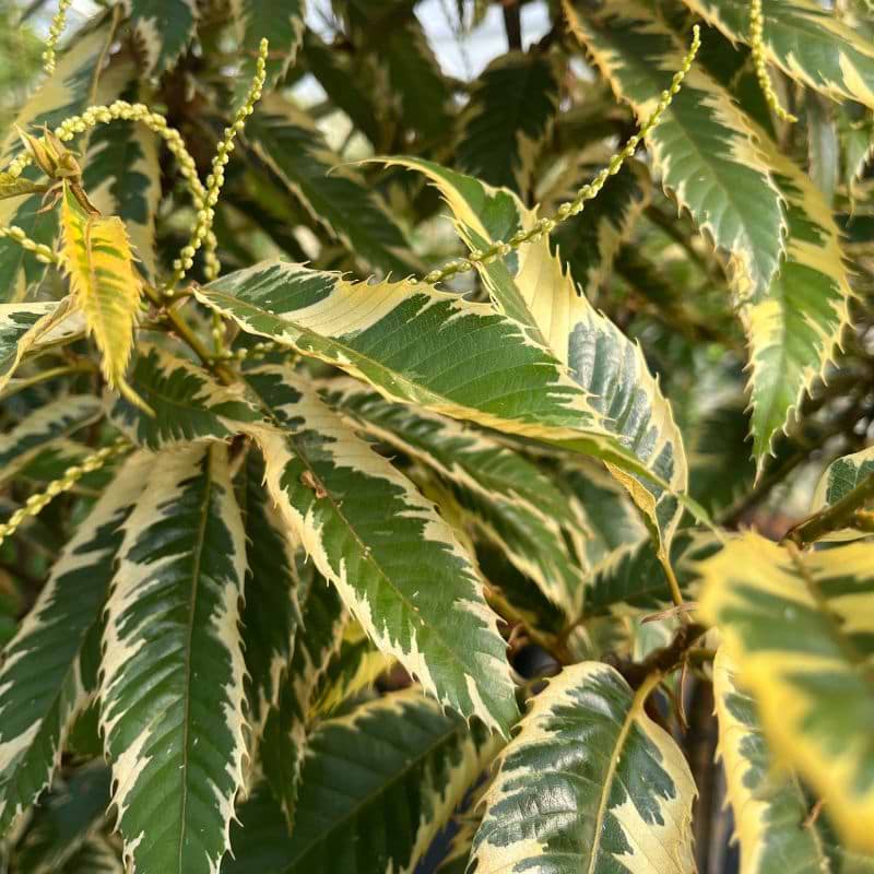 Ægte Kastanie (Castanea sativa 'Variegata')
