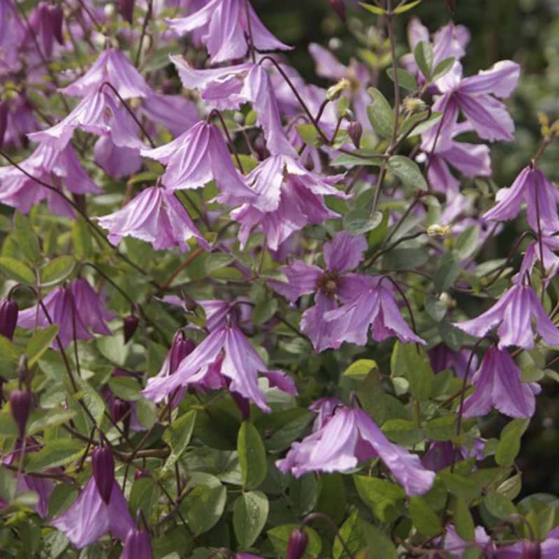 Clematis Hendryetta