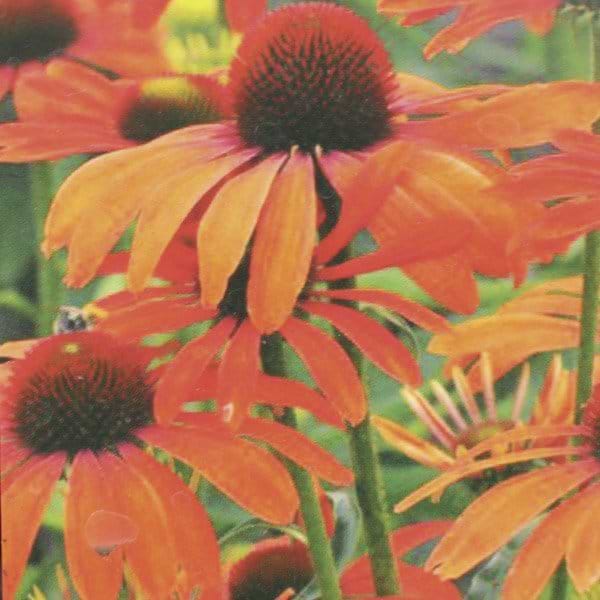 orange blomst