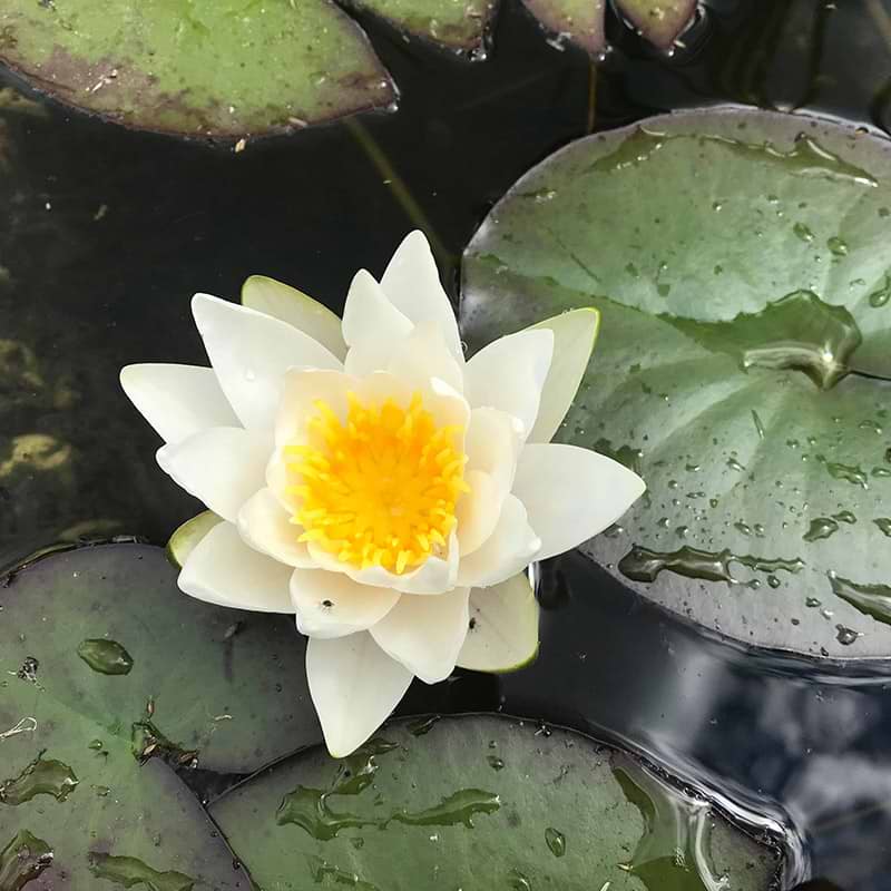 ÅKANDE (NYMPHAEA 'PYGMAEA ALBA') - KLAR TIL BRUG