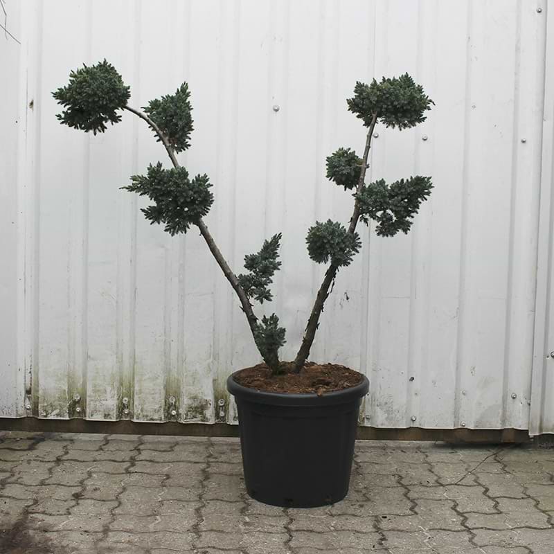 Juniperus sqau. 'Meyeri'