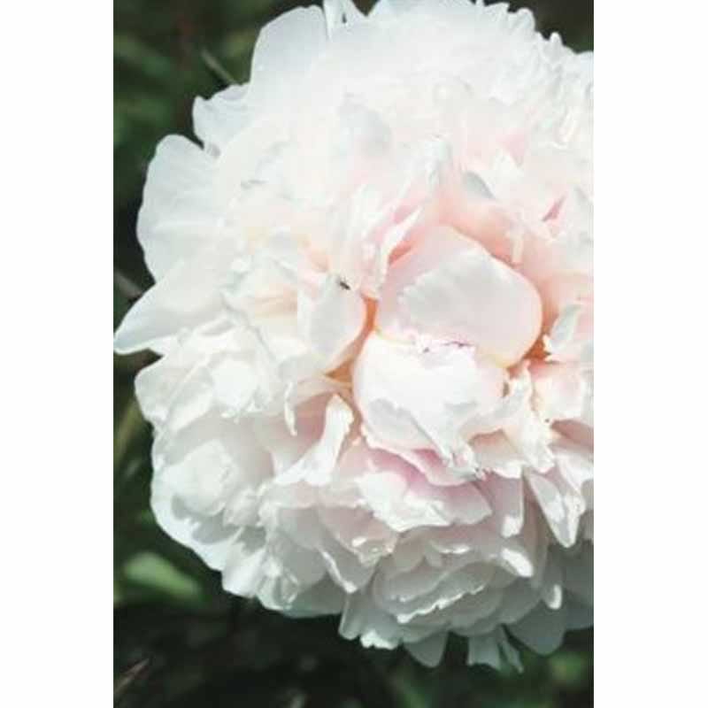 Silkepæon Paeonia lactiflora Noemi Demay Pecher