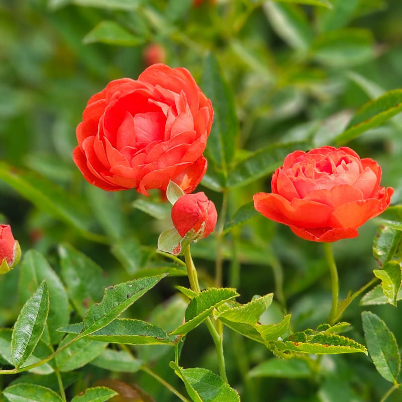 Buketrose (Orange Morsdag)