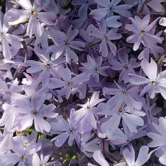 Lyngfloks (Phlox subulata 'Emerald Cushion Blue')