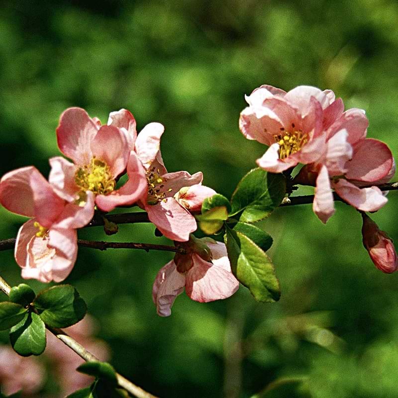'Pink Lady'